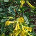 Nicotiana glauca fleur
